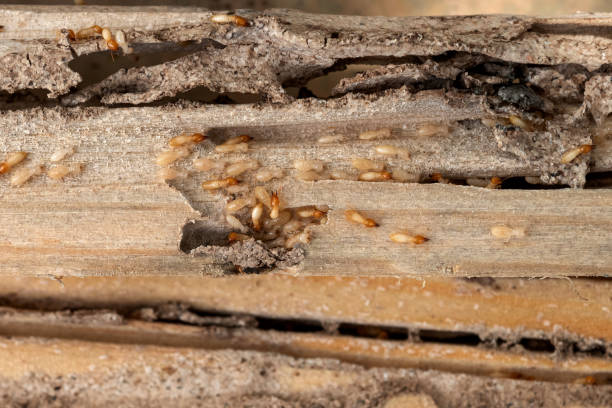 Best Exterminator Services  in Hastings On Hudson, NY